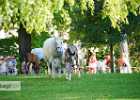 DSC02030 Lipizzaner im Burggarten Foto Pfluegl 160719